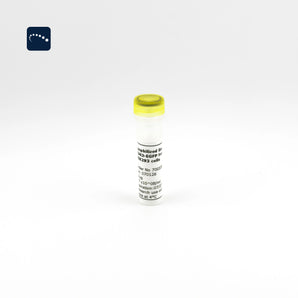 Lyophilized Exosomes CD63-EGFP from HEK293 cells