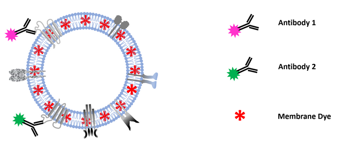 Colocalization-NTA of multi-stained platelet derived MSC-EV preparations