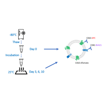 Use of Fluorescence Nanoparticle Tracking Analysis for quality assessment of EVs